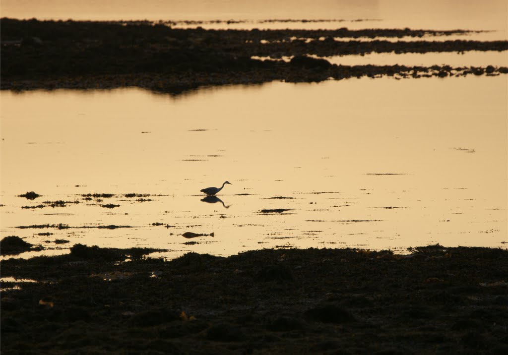 Grey heron fishing at sunrise by Hammerkop