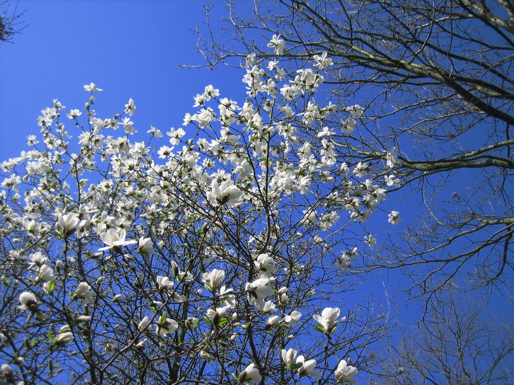 Magnolia at the garden of Peter Hansen by Finn Olsen, Dannemare