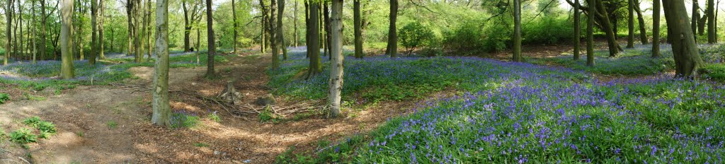 Woods near Nostell by GMFOODS