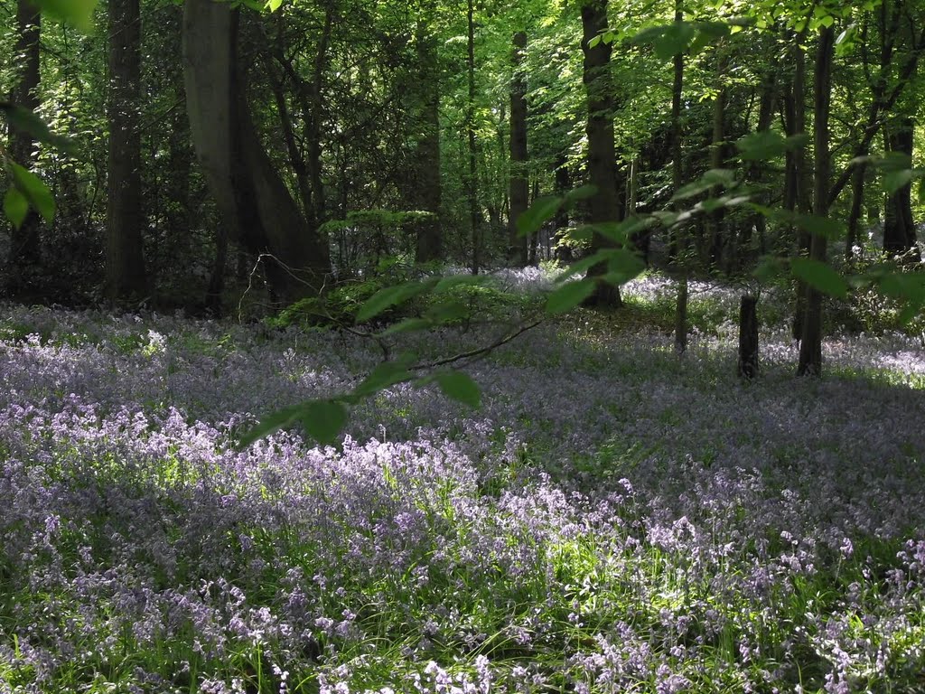 Bluebells in Staffhurst Wood by tonywatson