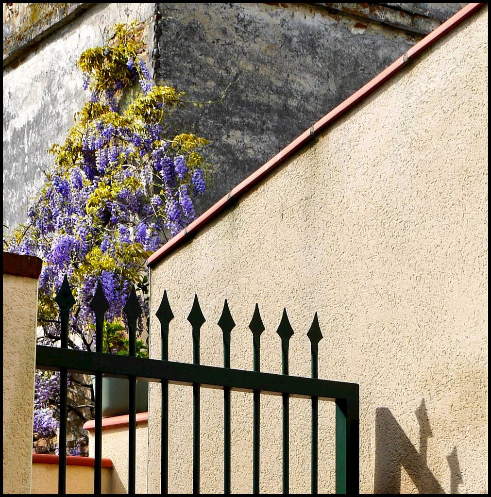 Glycine by Raby Jean-Luc