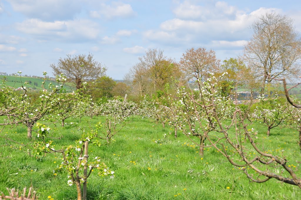 Pommiers en fleurs en Normandie by C G SIMON