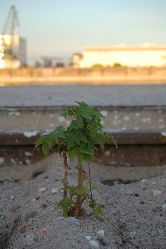 Ludwigshafen, Germany by Benjamin Aumann