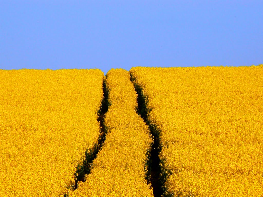 Tracks in the oilseed crop, near Shipley Bottom by Brian B16