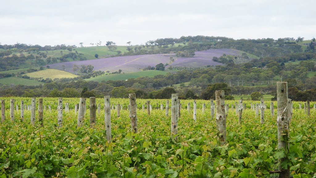 Vineyards, McLaren Vale by jez_au