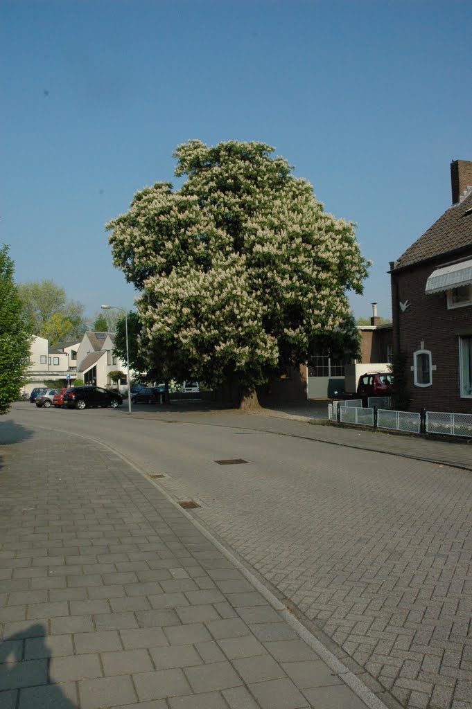 Kastanje prachtig in bloei by Toeternietoe