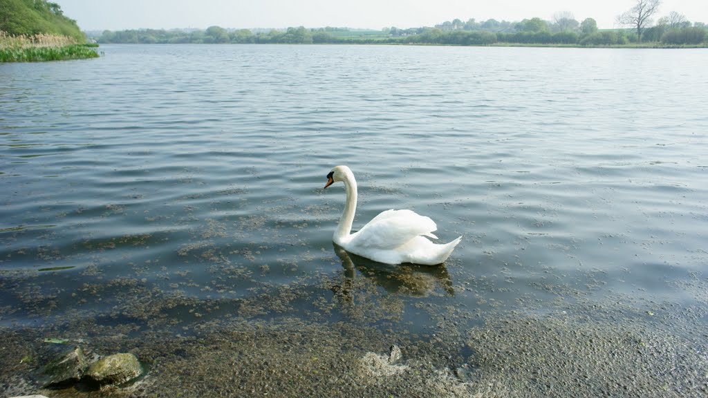 Cold Hiendley Reservoir Swan by GMFOODS