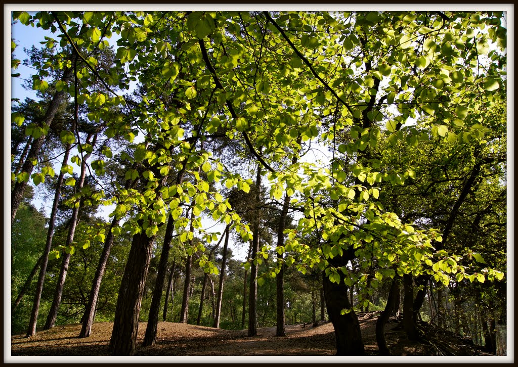 Licht en schaduwspel op Landgoed Lievensberg by Ria Overbeeke