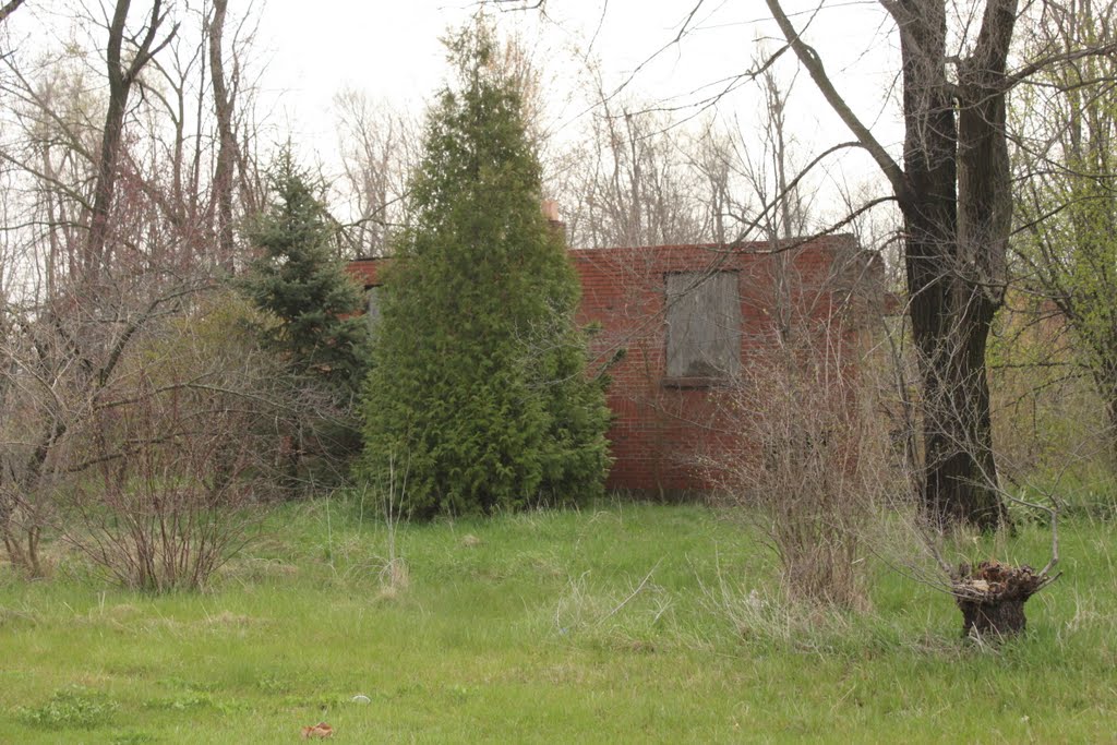 Hopkins building forest by keithyearman