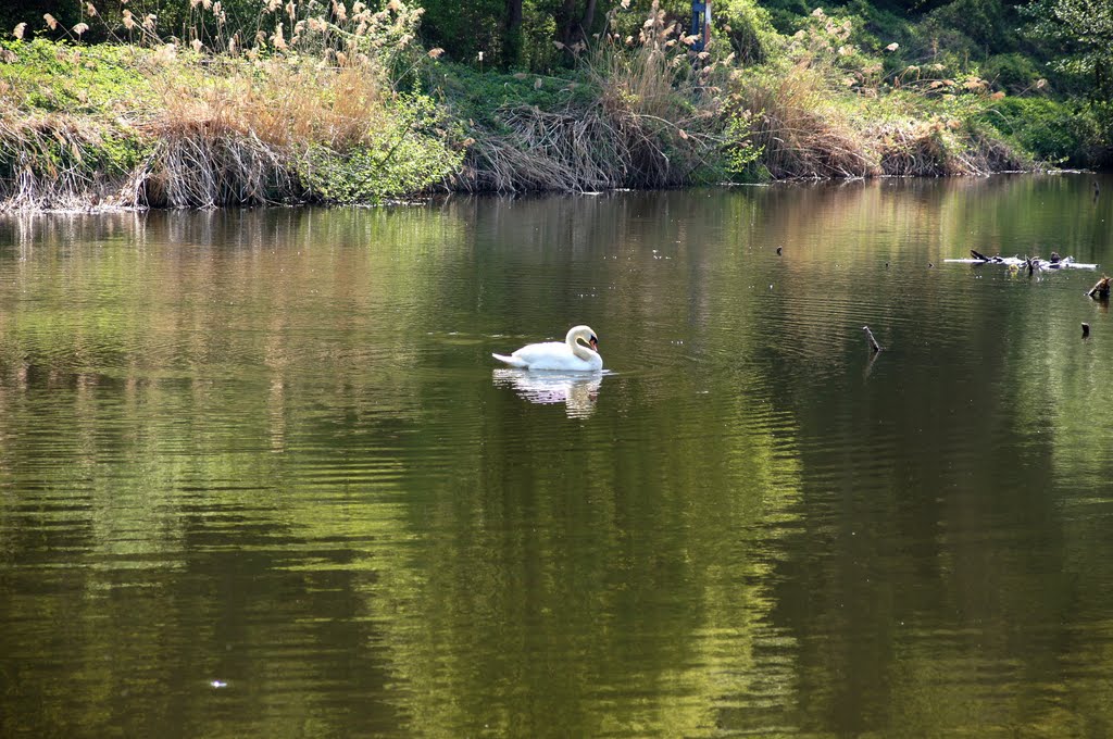 Ein Schwan treibt gemütlich auf dem Stausee by wolfbam