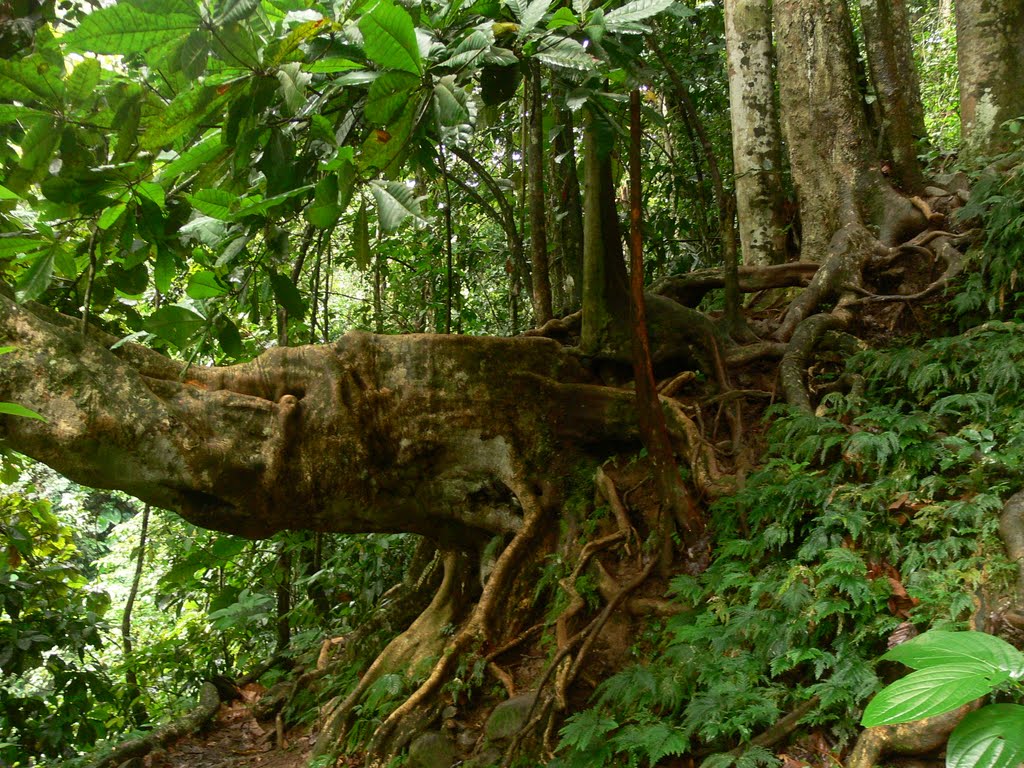 Saut de la Lézarde - Route de la Traversée (Guadeloupe) by Naru Kenji