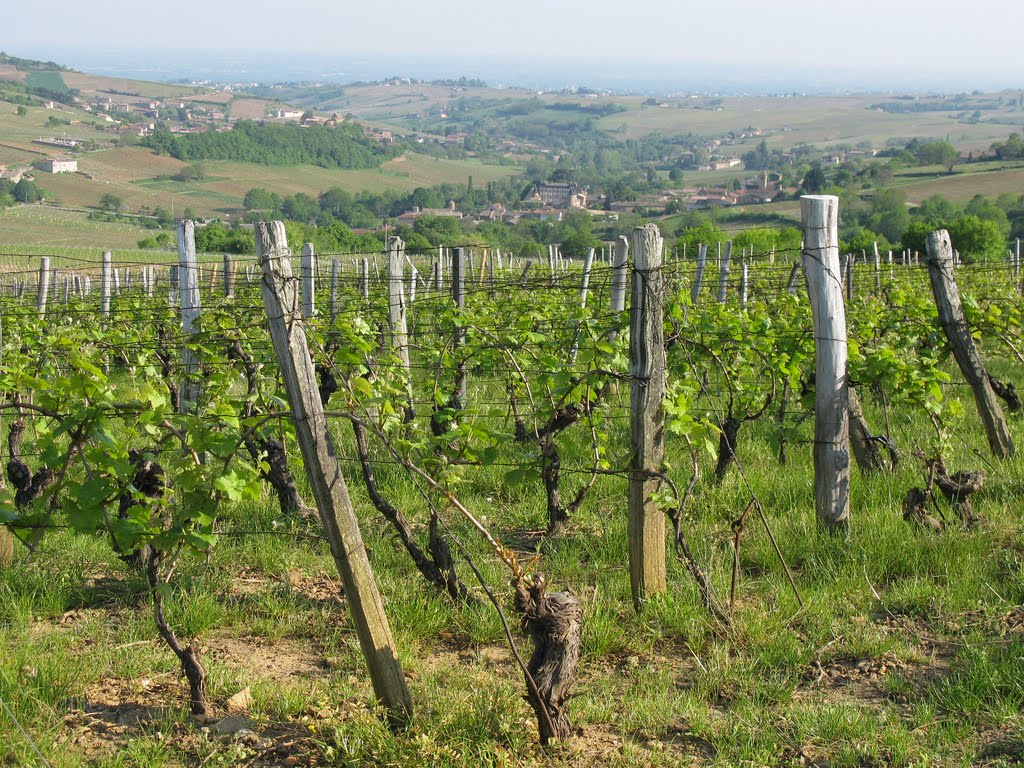 Les Villages de Leynes et Chasselas et la vallée de l'Arlois by Fred Gorgette