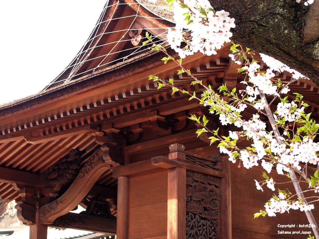 Tomioka-Hachiman shrine,Koutou ward,Tokyo,Apr 11 2011　富岡八幡（東京都江東区）２０１１年４月１１日 by butch24h