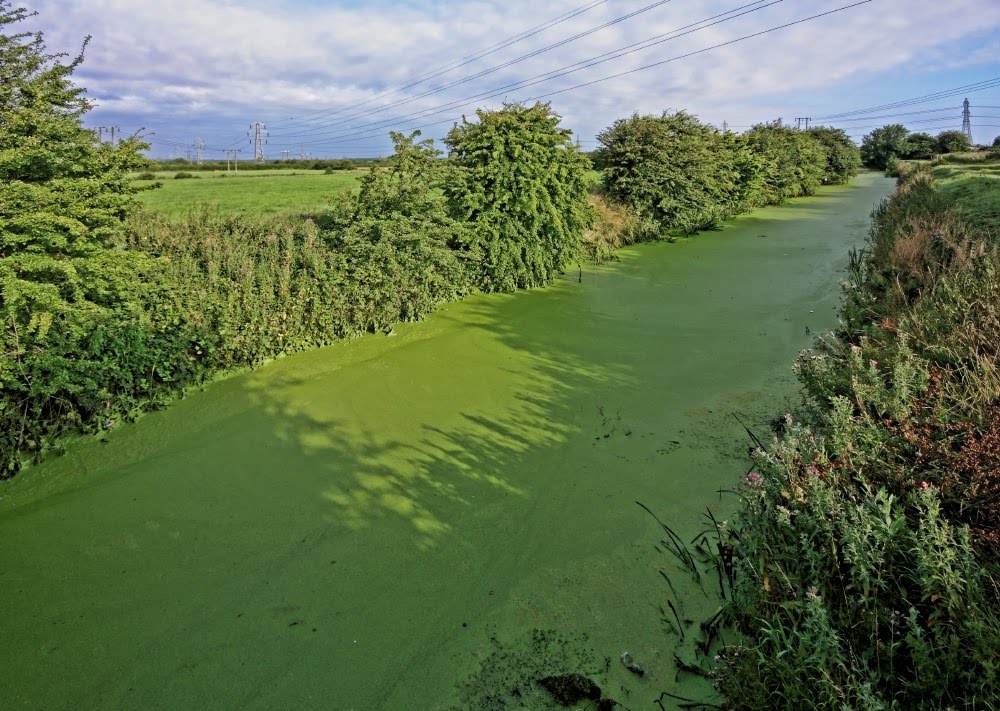 Dunswell lane, max algae by Oddlegs