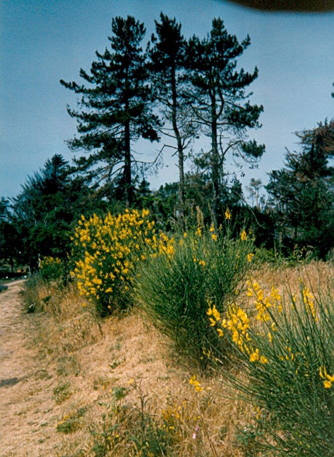 Jersey - Landscape by Guy de Valk