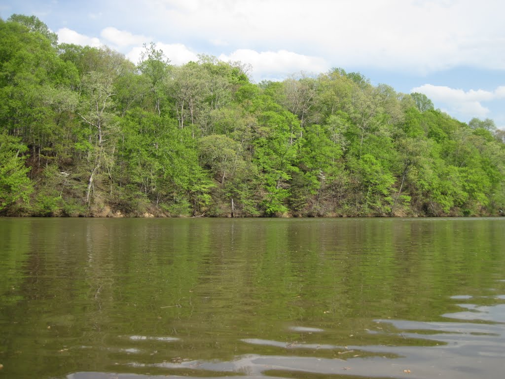 Lush Forest on the shore of Occoquan by midatlanticriverrat