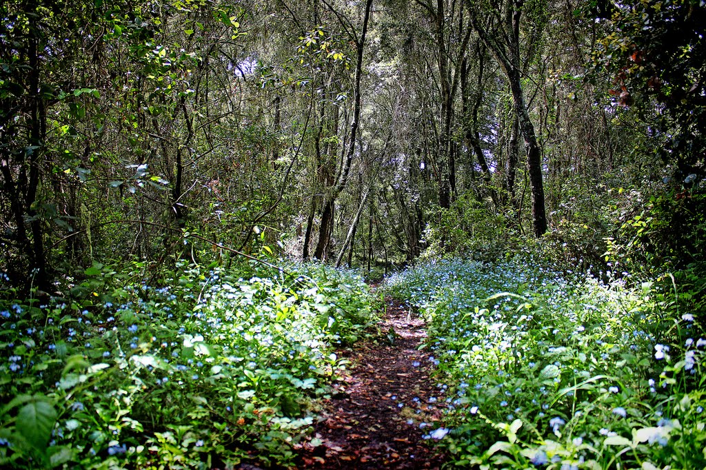 Monte Toyon Camp trail by coleimage