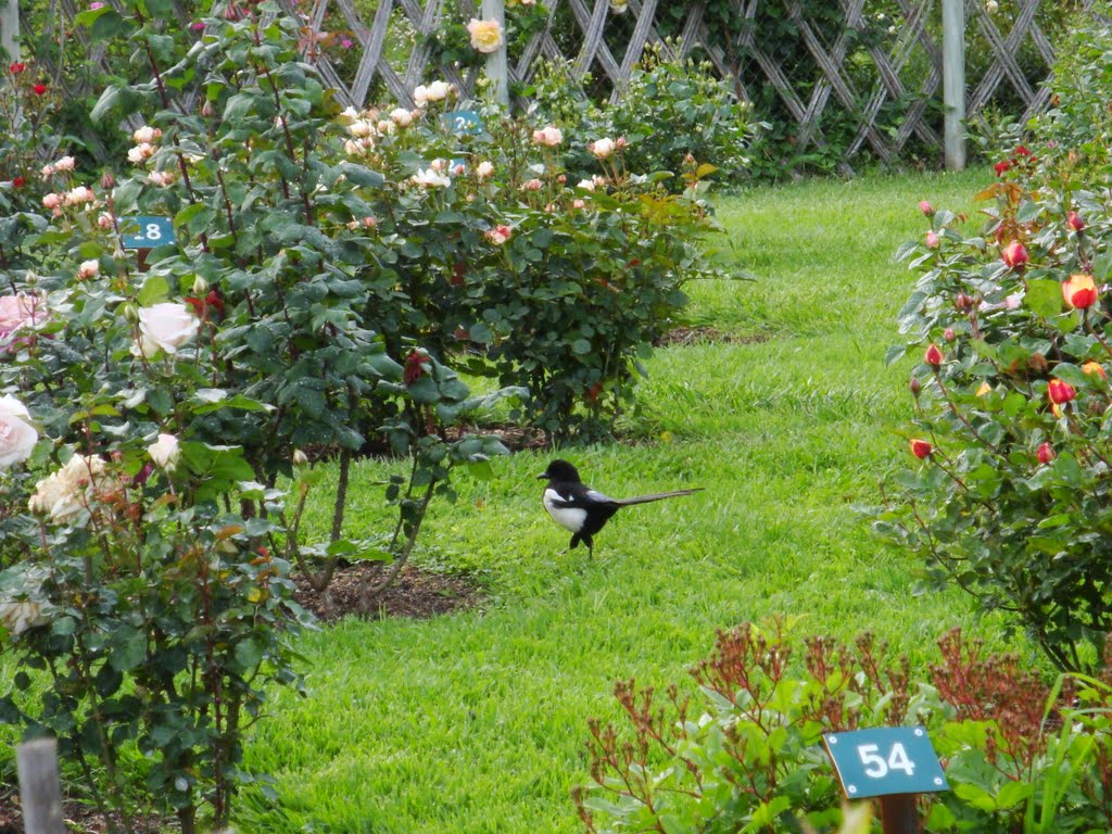 La garsa i les roses by Met de Ribes