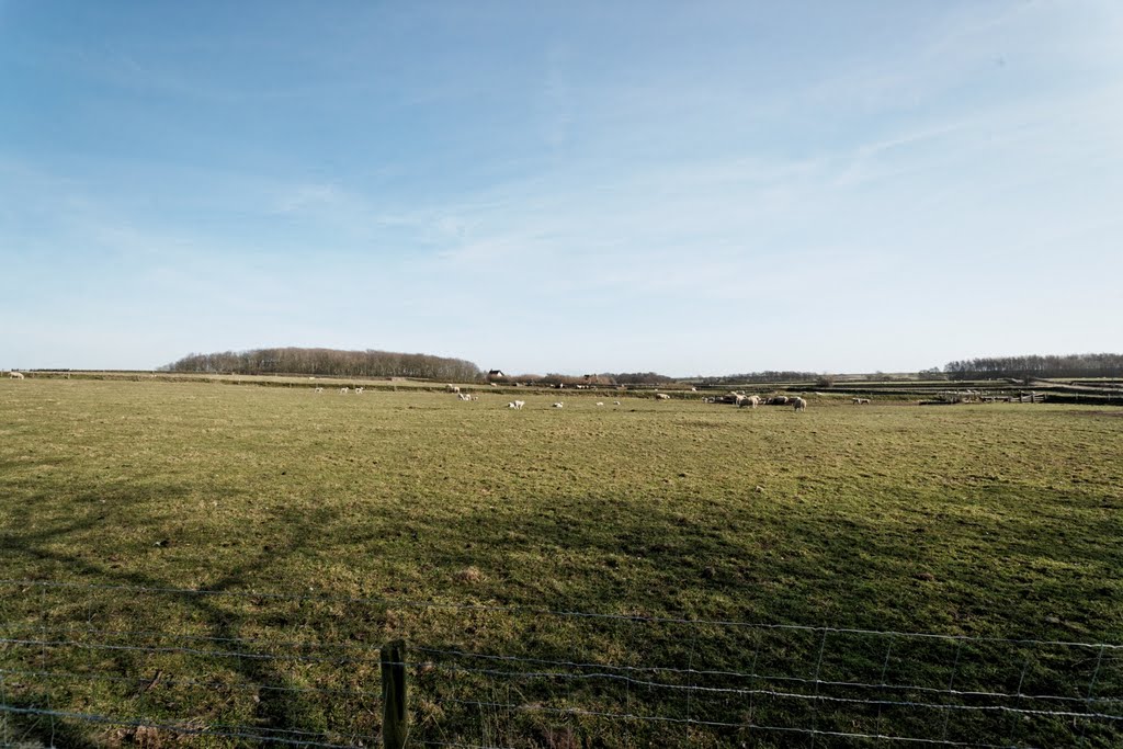 Texel - Hoge Berg - Schansweg - View SE - Lambing Season 2011 by txllxt