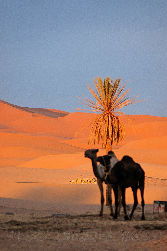 Merzouga, dunes et dromadaires by Laurent Bois-Mariage