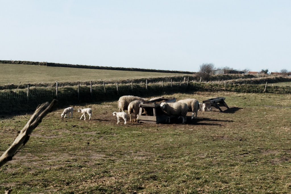 Texel - Hoge Berg - Schansweg - View NNW - Lambing Season 2011 by txllxt