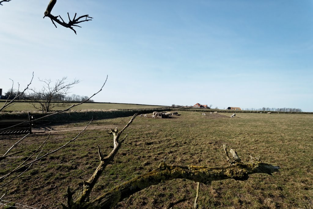 Texel - Hoge Berg - Schansweg - View NNW - Lambing Season 2011 by txllxt