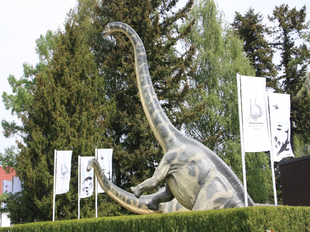 Brachiosaurus im Urwelt-Museum Hauff in Holzmaden 2011 by MH75