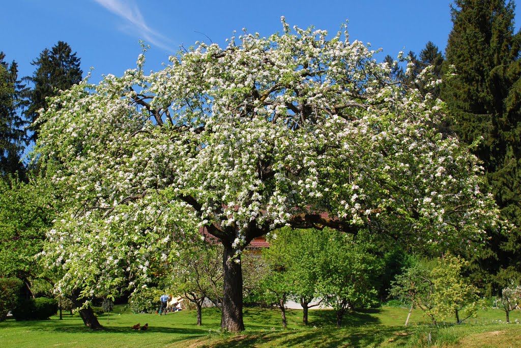 Apfelbaumblüte am Ligistberg by Toni Schröttner