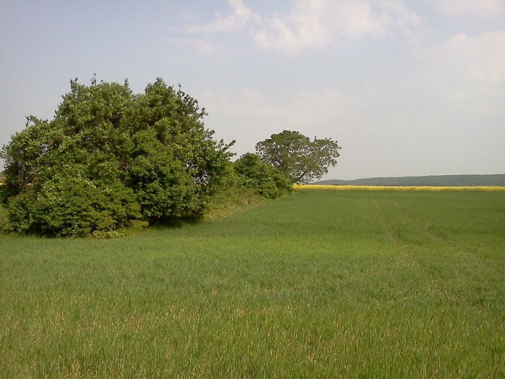 Sur la route de Boiveau. (3) by michel.ambiehl