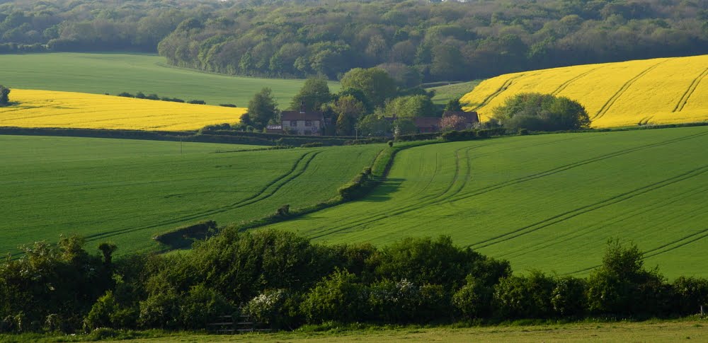 Clanfield Rape seed fields by Chris Matthews