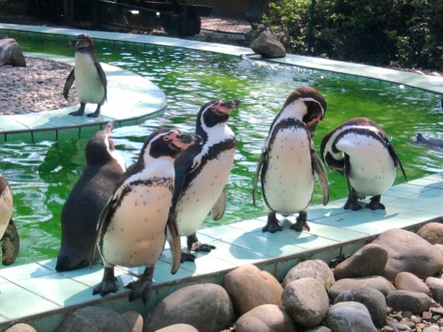 Pinguine im Jaderpark by felix j.