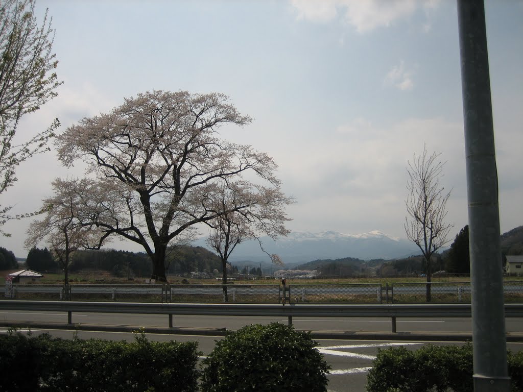 Vernal cherry blossoms by addh Save Panoramio