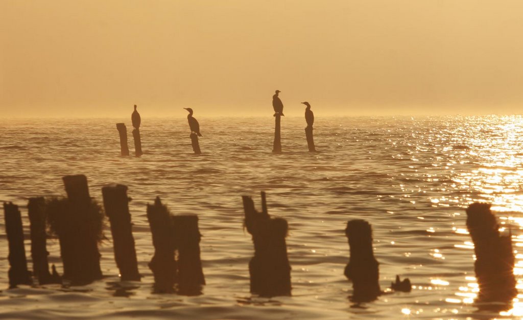 Great Cormorants (Phalacrocorax carbo) meeting by Erik van den Ham