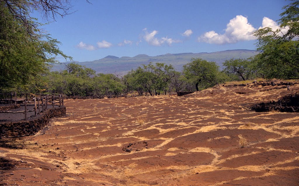 Puako Petroglyph Preserve by © John Vann