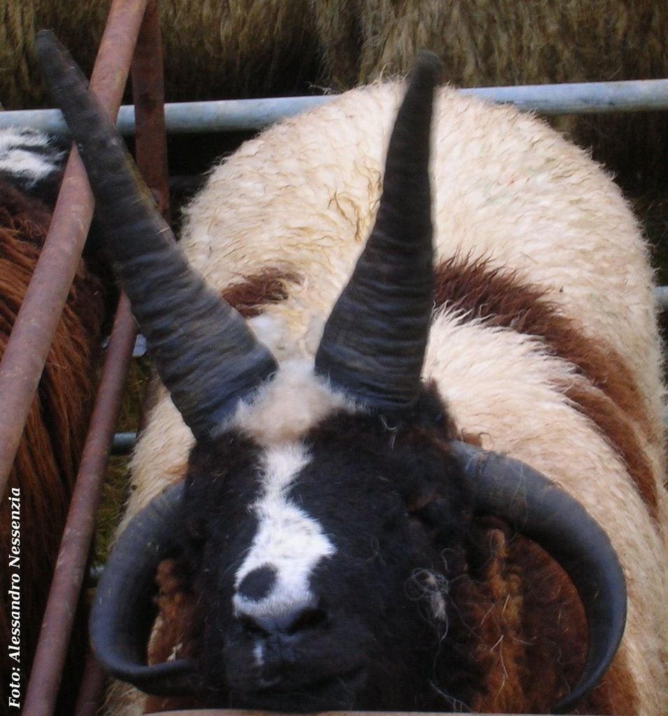 Irish Sheep by Alessandro Nessenzia