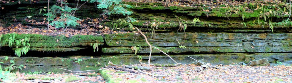 Watkins Glen by D. Jenison