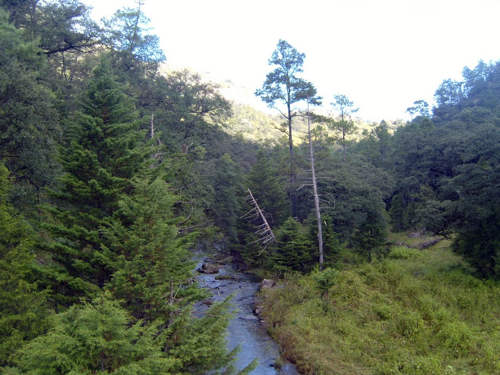 Pinares cerca de Yécora by helicongus