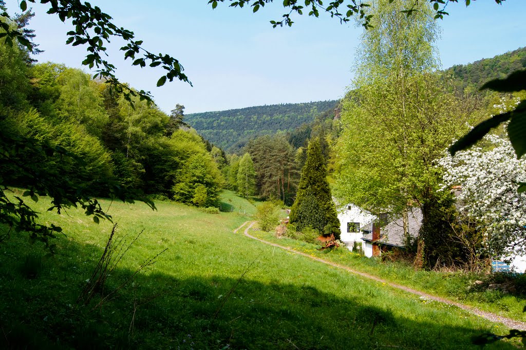 Pfälzer Wald im Frühling by © DerSIGGY