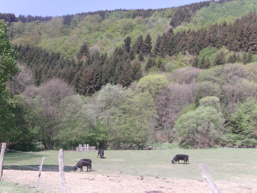 Zwischen Dedenborn und Hammer/Eifel by ©Elisabeth van Langen