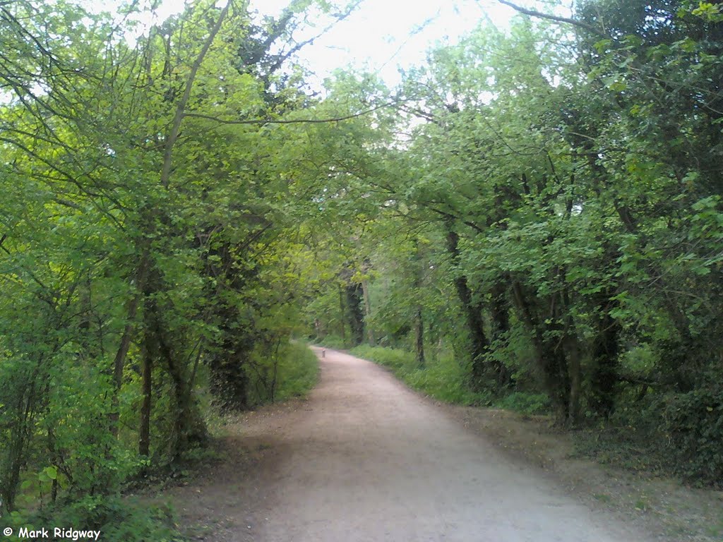 A Pathway through the woods (1) by Mark Ridgway