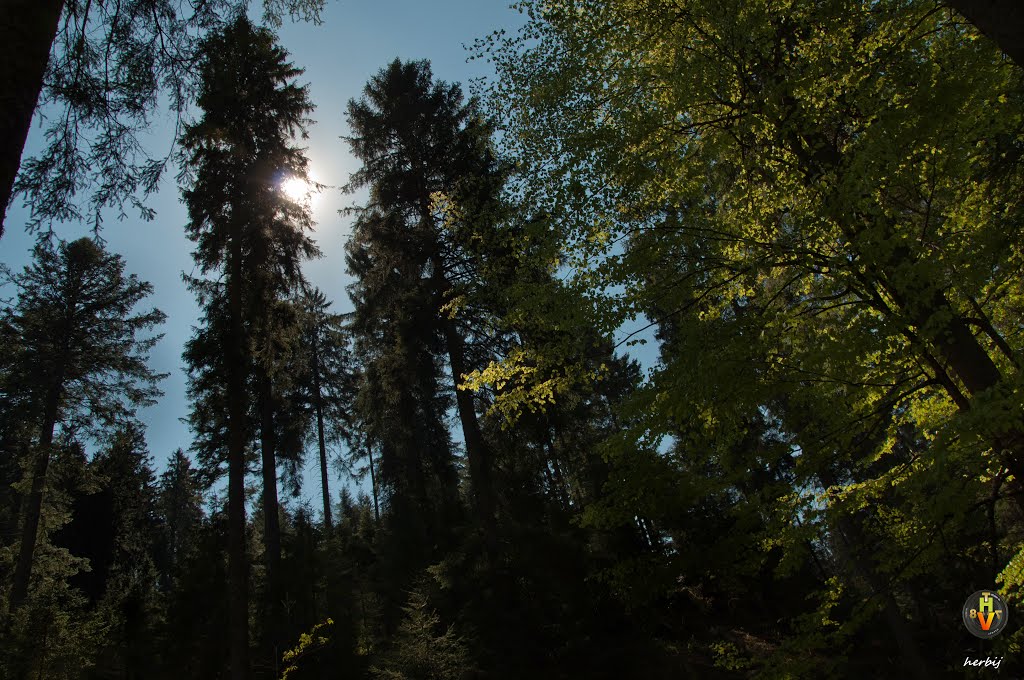 Richtung Glaswaldsee by Herbij