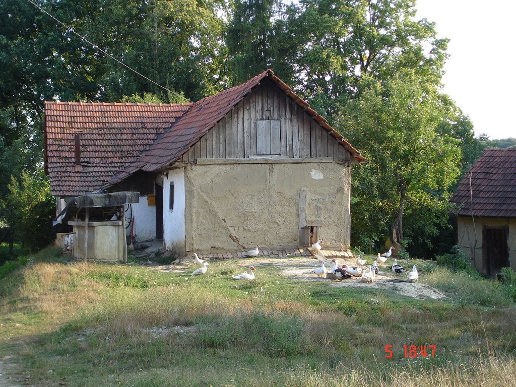 Ducks in front of an old house in Heruci by Tania Lugomer-Pomper