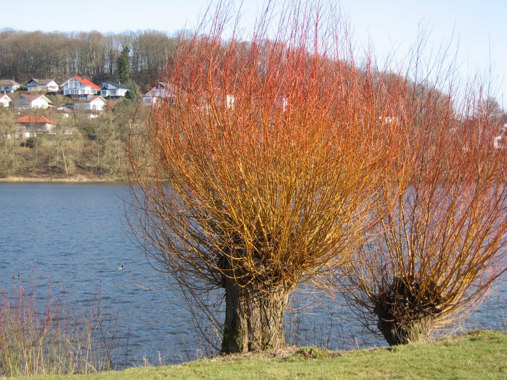 Sorpe / Weiden am Ufer des Vorbeckens... Amecke / Sauerland... by eichhörnchen