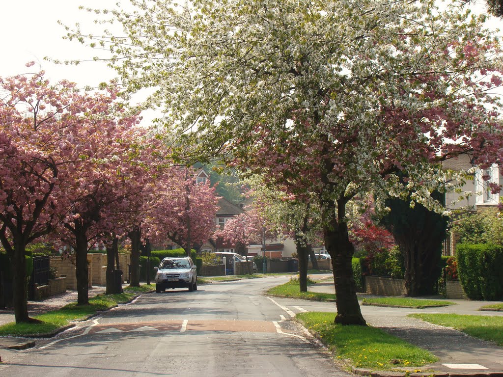 Cherry Blossom trees on Norton Park Road 4, Norton, Sheffield S8 by sixxsix