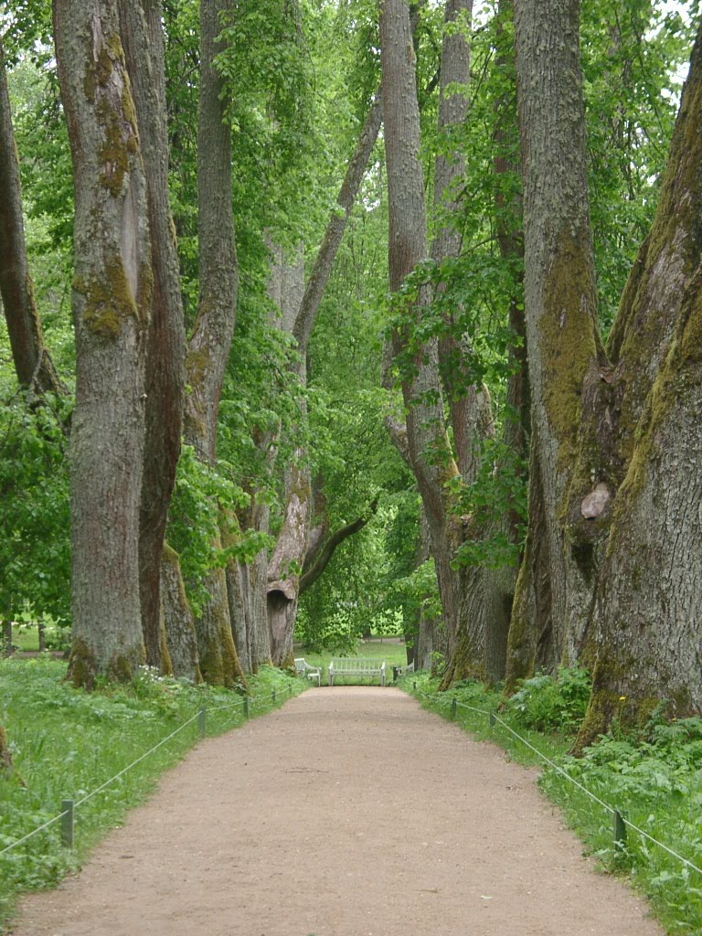 Path in park. Anna Kern's path. Mikhailovskoye by mrmvs