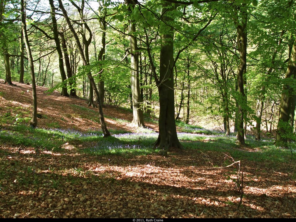 Bluebells in the Woods, Norland by rustyruth