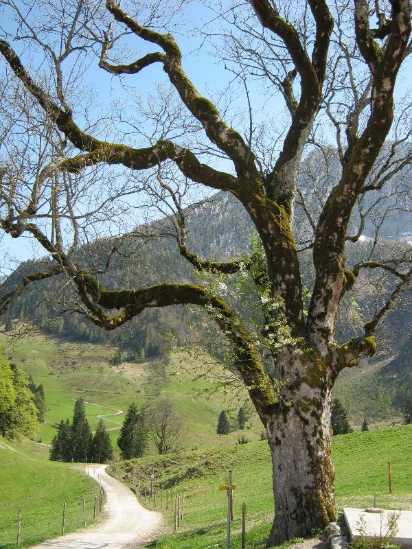 Aschingeralm by Belgier