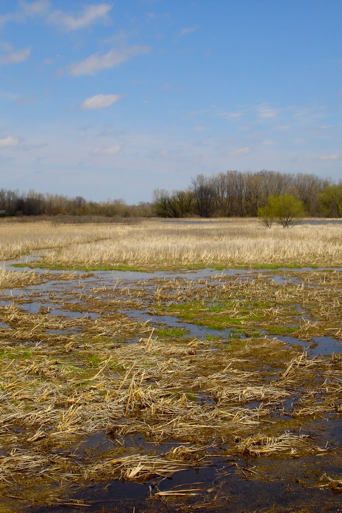 The Marshes 2 by Pytka