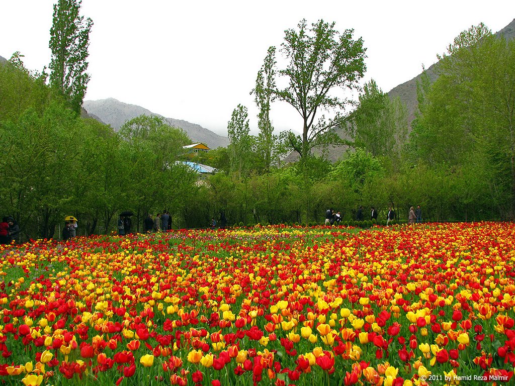 Tulips festival - Gachsar - جشنواره لاله‌ها - گچسر by Hamid Reza Malmir