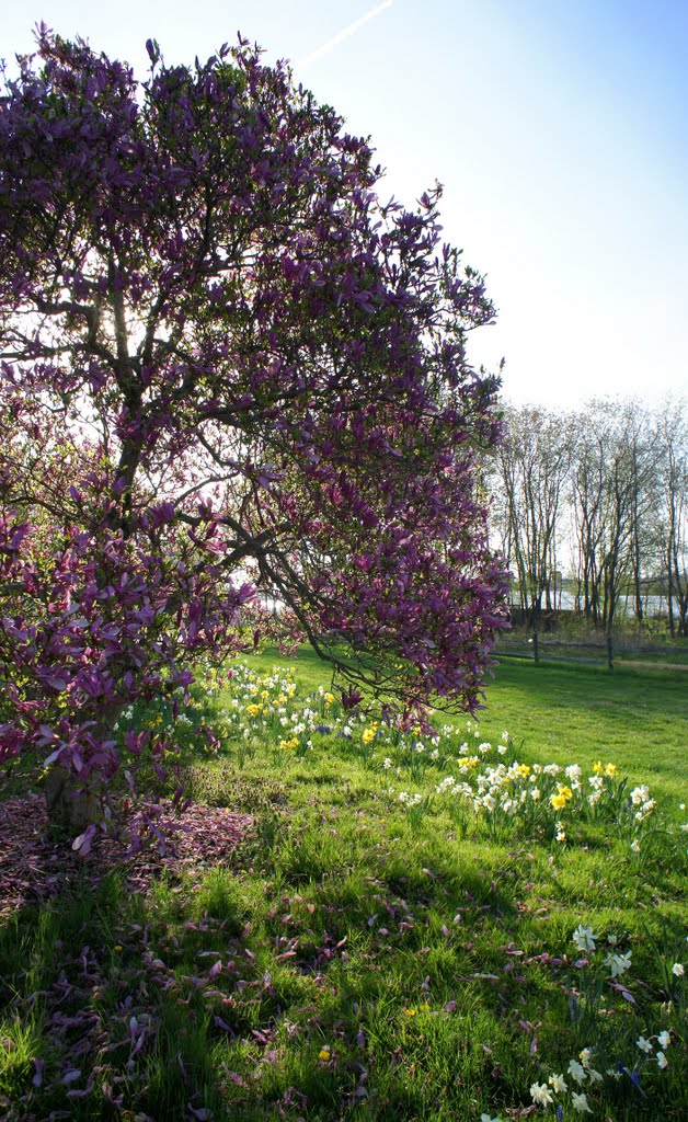 Udel herbaceous garden by urchinwang